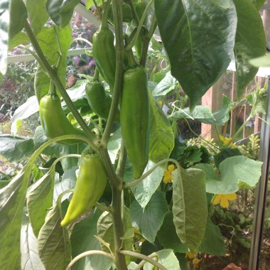 Capsicum 'Mini Bell'