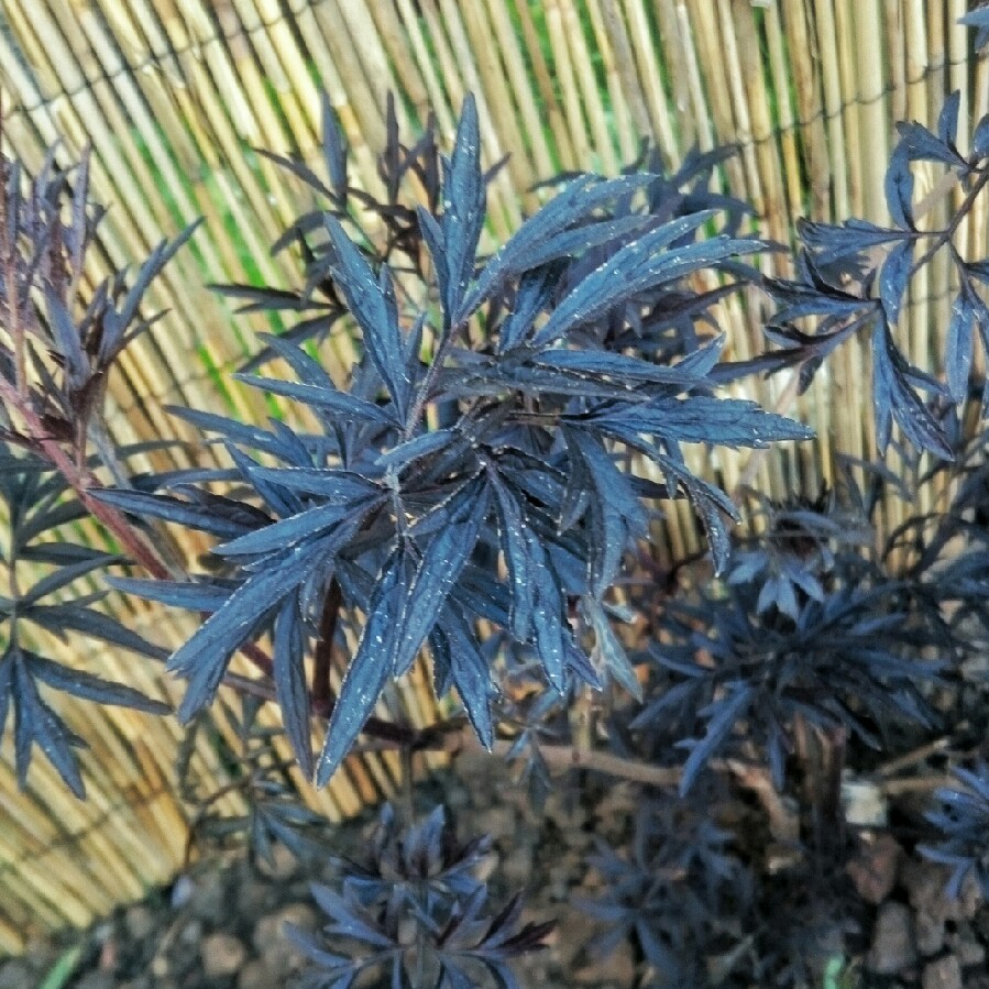 Sambucus nigra f. porphyrophylla 'Eva' syn. Sambucus nigra f. porphyrophylla 'Black Lace', Sambucus nigra 'Black Lace'