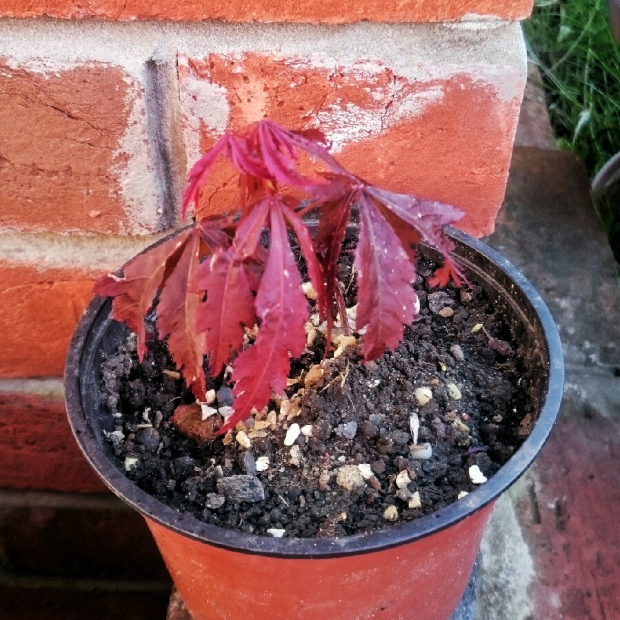 Acer palmatum 'Dissectum' (Dissectum Group) syn. Acer palmatum var. dissectum 'Dissectum'