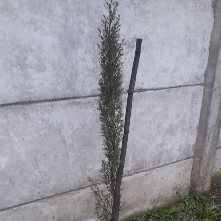 Plant image Cupressus Sempervirens