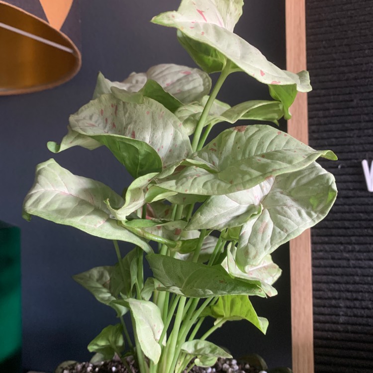 Plant image Syngonium podophyllum 'Confetti'