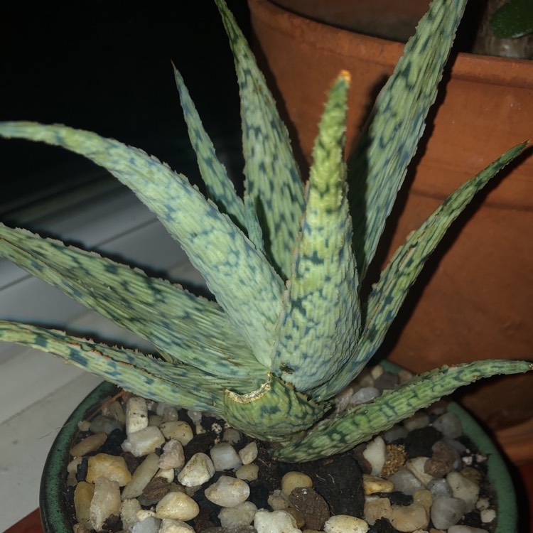 Plant image Aloe rauhii 'Snowflake'