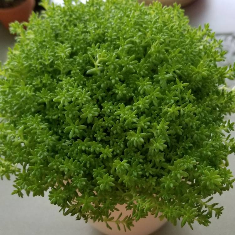 Plant image Sedum lydium