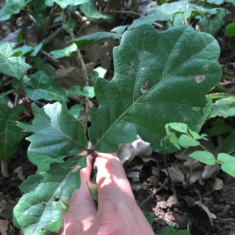 Plant image Quercus cerris