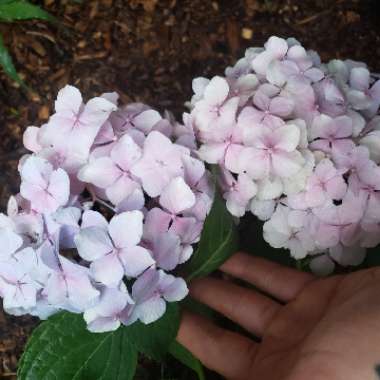 Hydrangea 'Endless Summer'