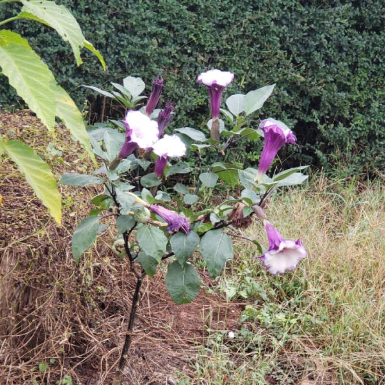 Plant image Datura