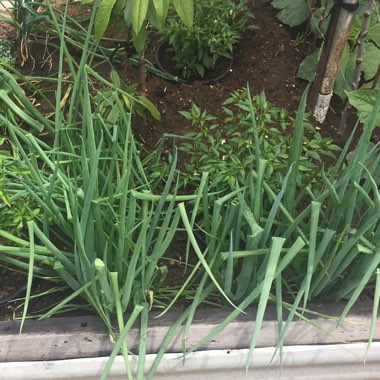 Spring Onion