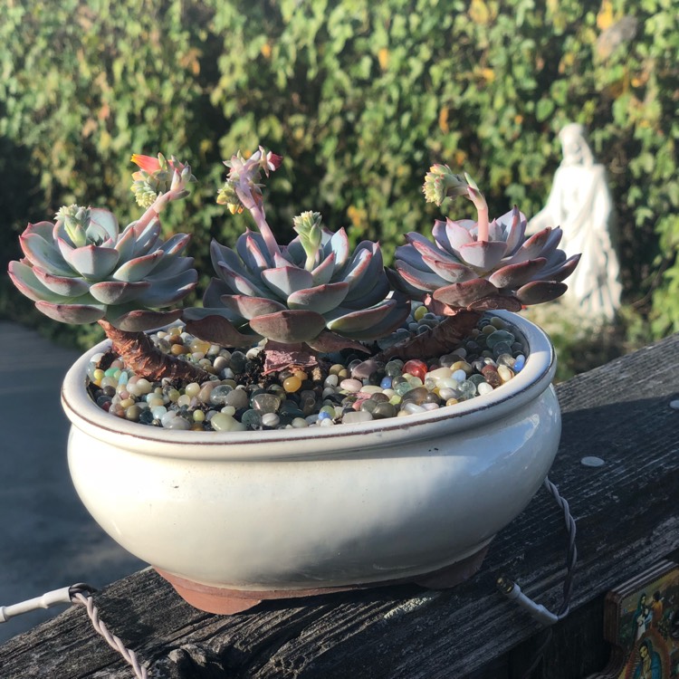 Plant image Echeveria Laui x Atlantis