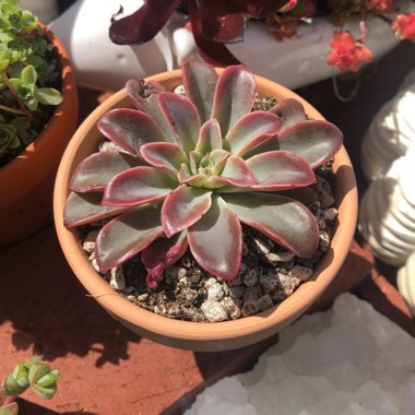 Echeveria Fantastic Fountain