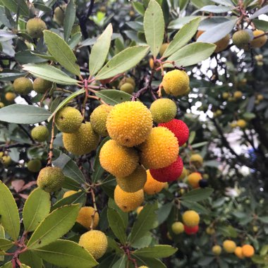 Arbutus unedo