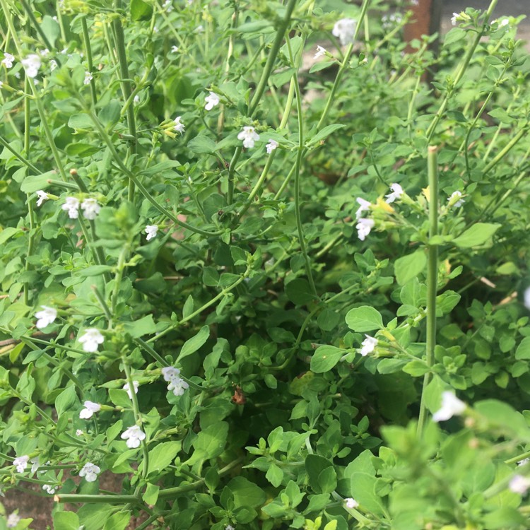 Plant image Calamintha nepeta 'Weisse Riese'