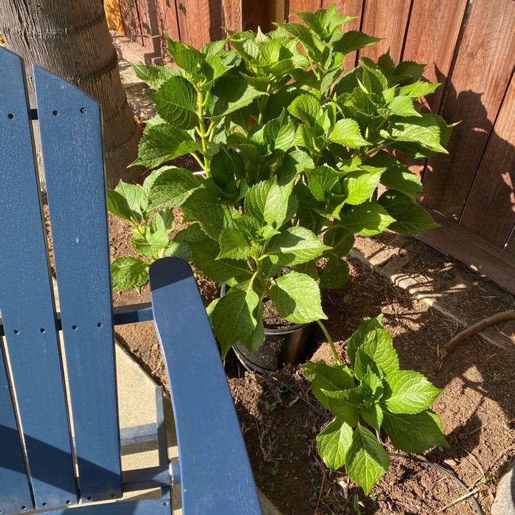 Plant image Hydrangea macrophylla 'Leuchtfeuer'