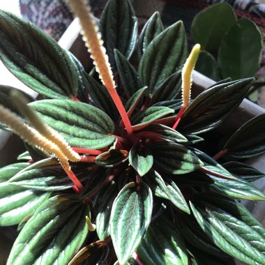 Peperomia caperata 'Rosso'