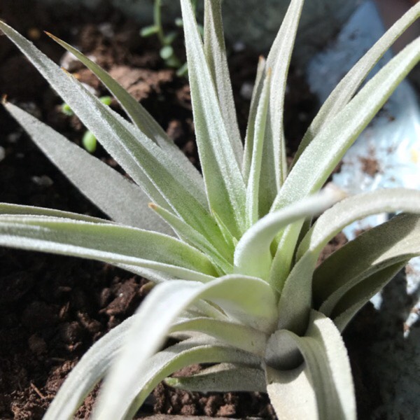 Plant image Tillandsia bergeri