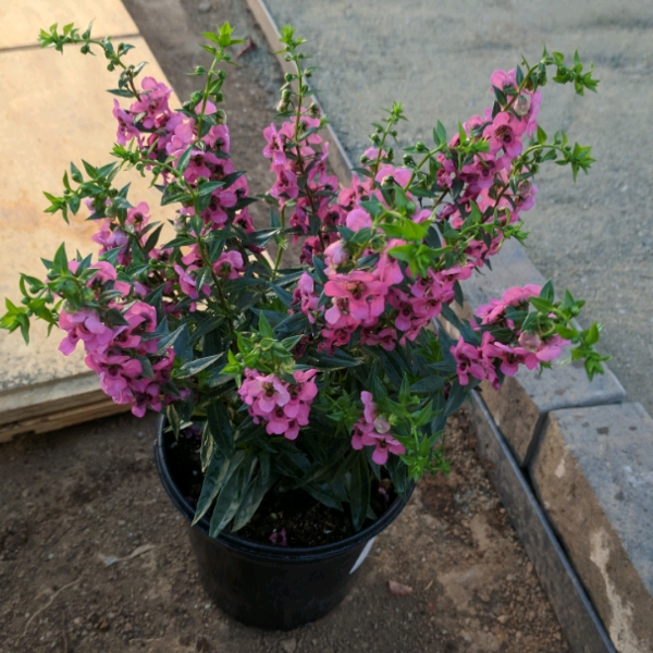 Plant image Angelonia Angustifolia