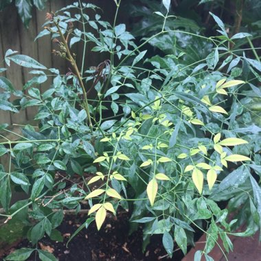 Nandina domestica