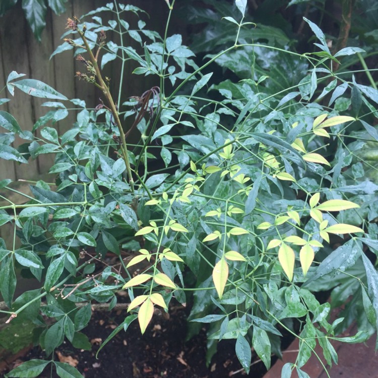 Plant image Nandina domestica