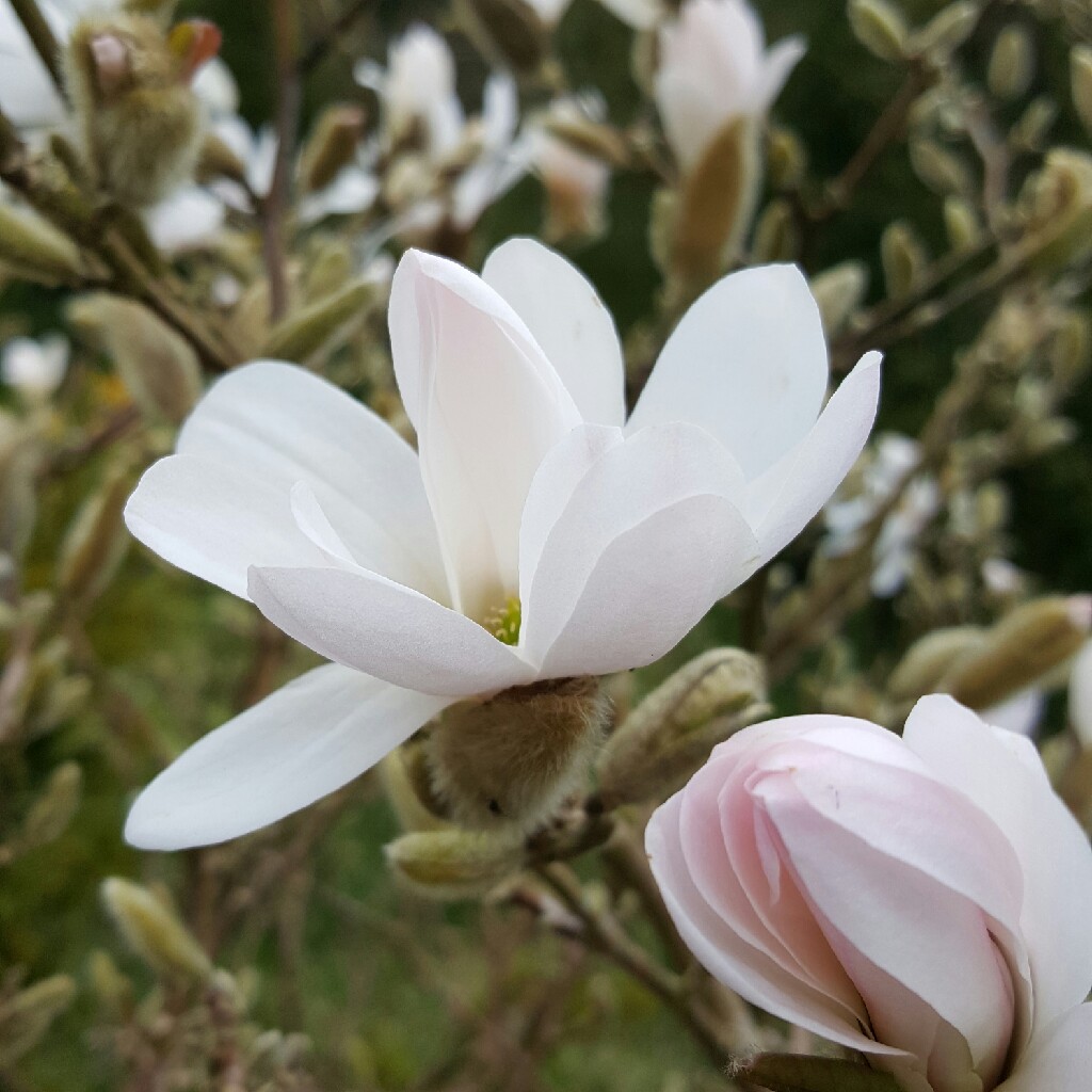 Magnolia stellata