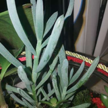 Senecio ficoides