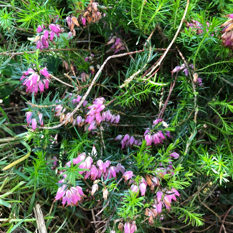 Plant image Erica carnea