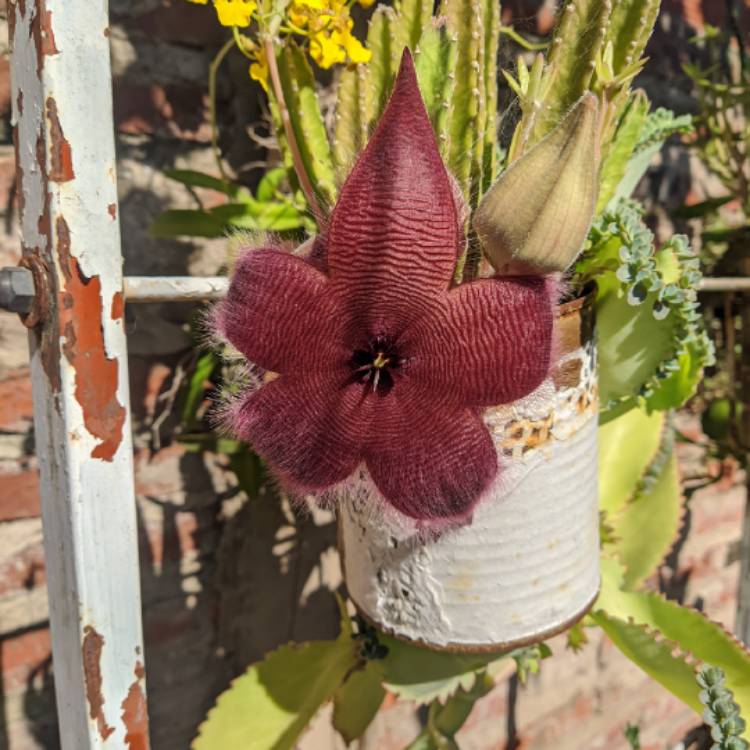 Plant image Stapelia Leendertziae X Stapelia Grandiflora