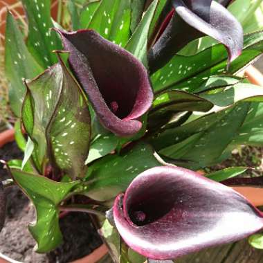 Calla Lily 'Starry Night'