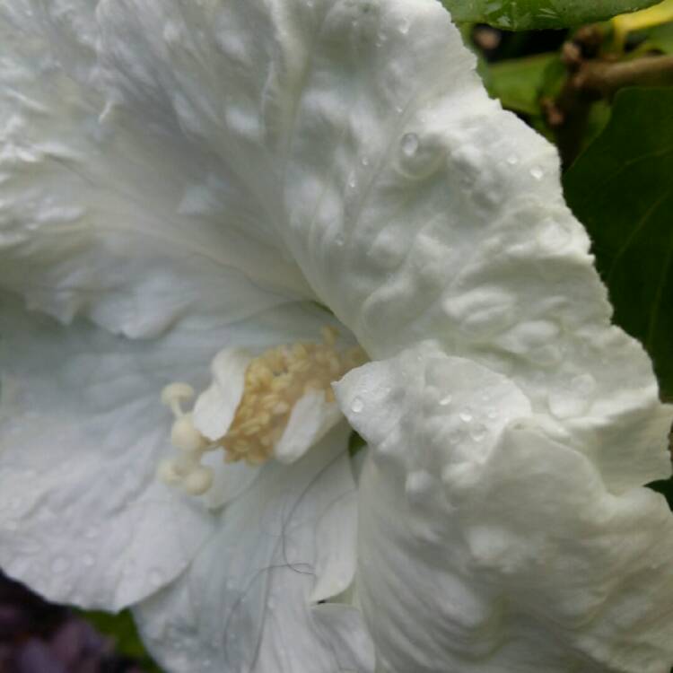 Plant image Hibiscus Syriacus 'Diana'