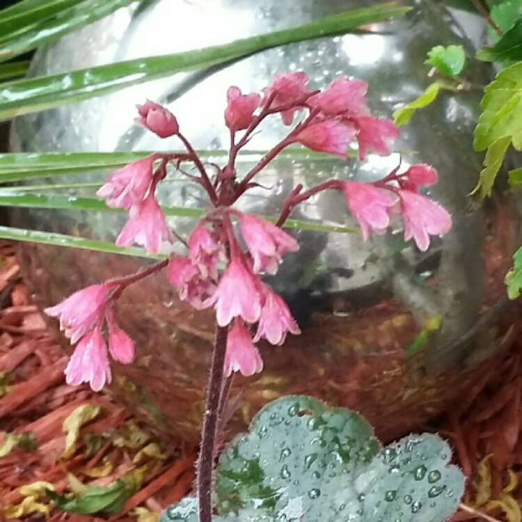 Plant image Heuchera 'Berry Marmalade'