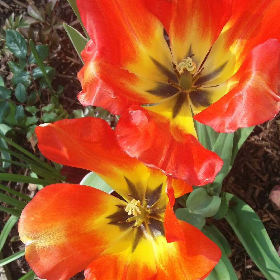 Tulip 'Ballerina' (Lily-flowered)