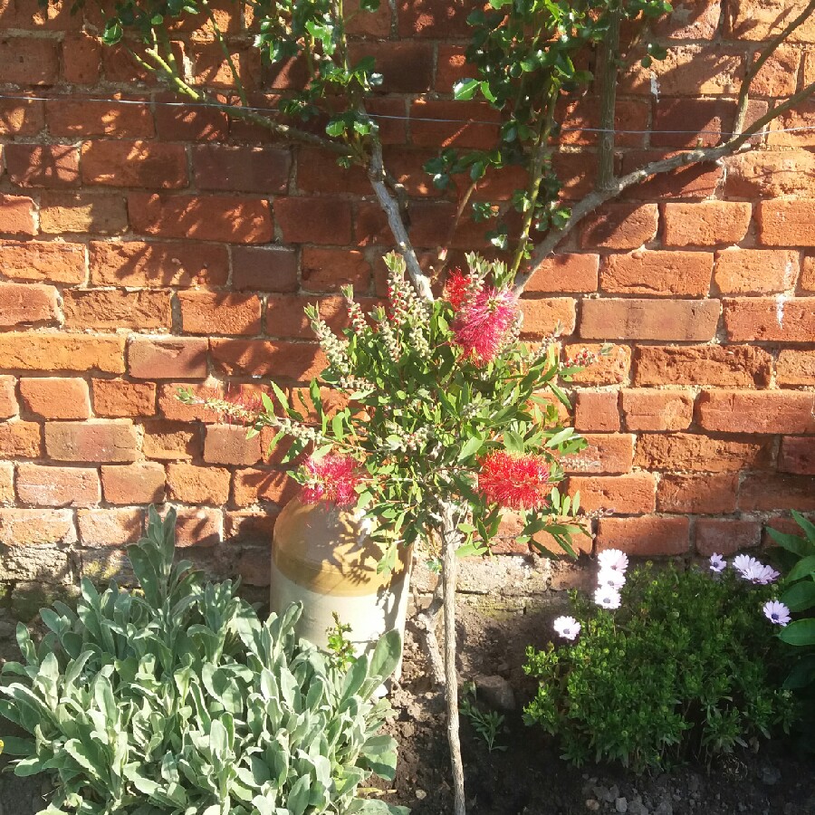 Bottlebrush