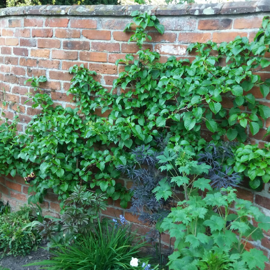 Climbing Hydrangea