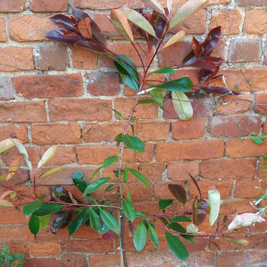 Photinia 'Magical Volcano'