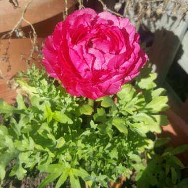 Persian Buttercup