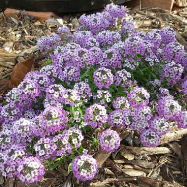 Sweet Alyssum