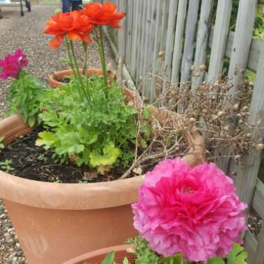 Persian Buttercup