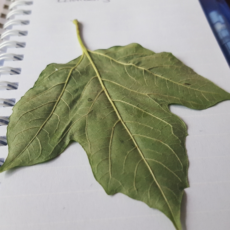 Plant image Viburnum trilobum