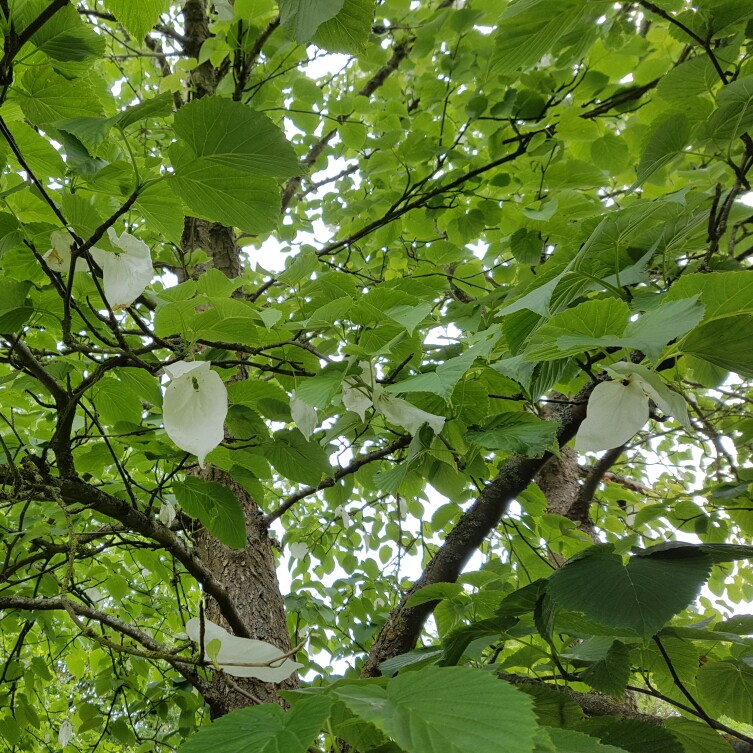 Davidia Involucrata