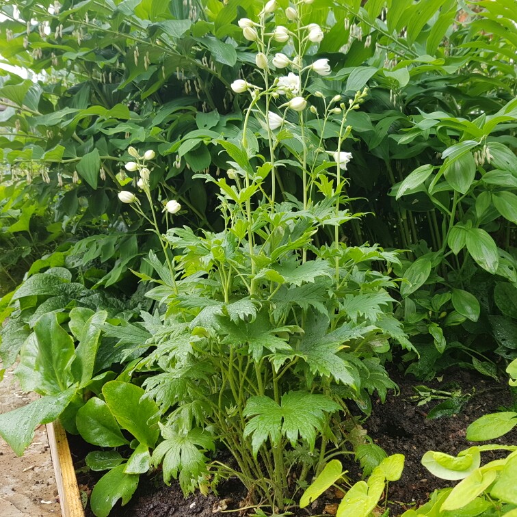 Delphinium 'Galahad'