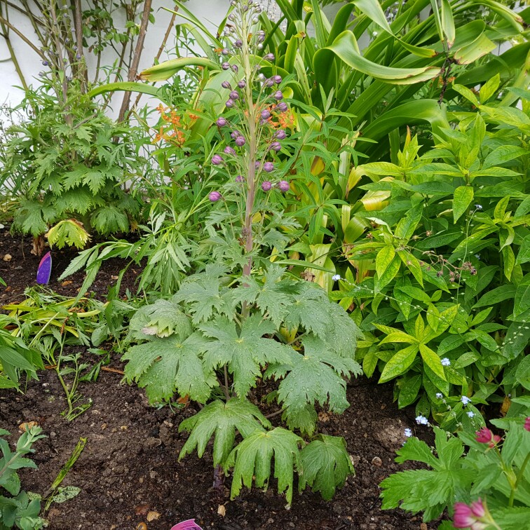 Plant image Delphinium elatum 'Dusky Maiden'