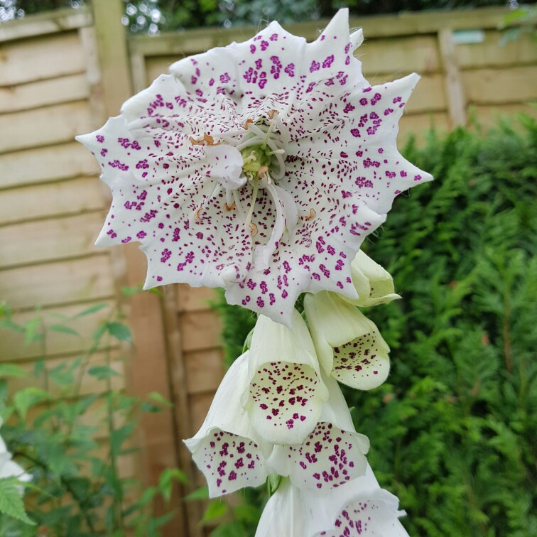 Digitalis purpurea f. albiflora