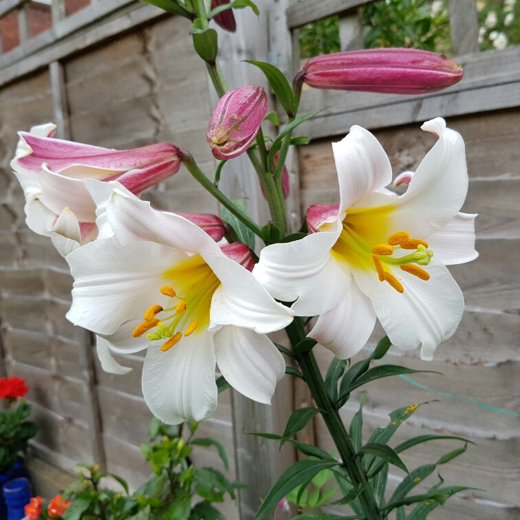 Lilium regale 'Album'