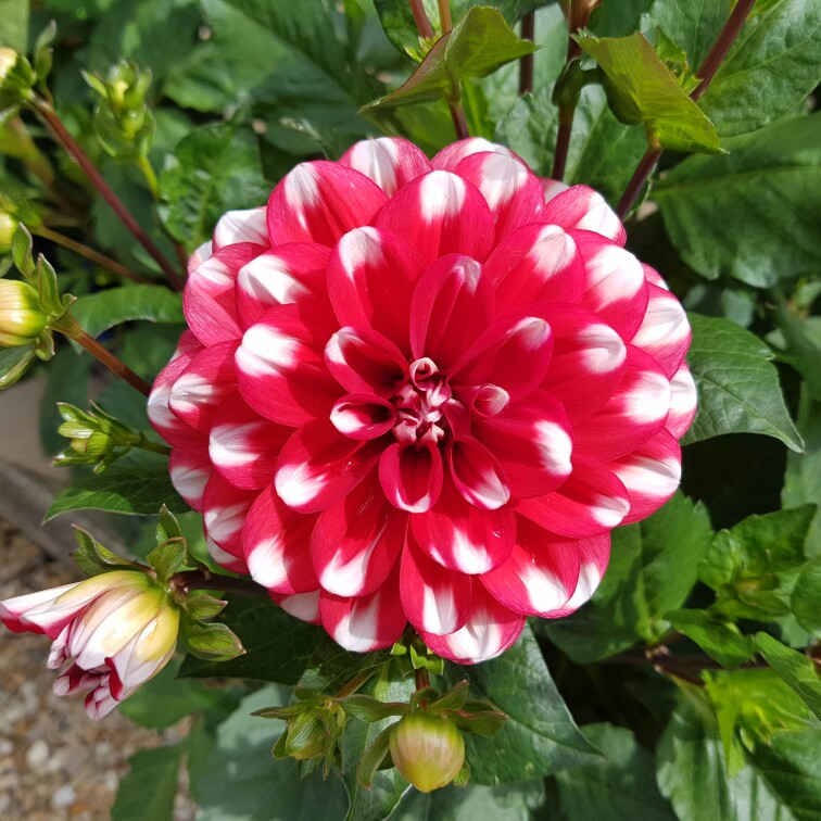 Dahlia 'Jamaica'