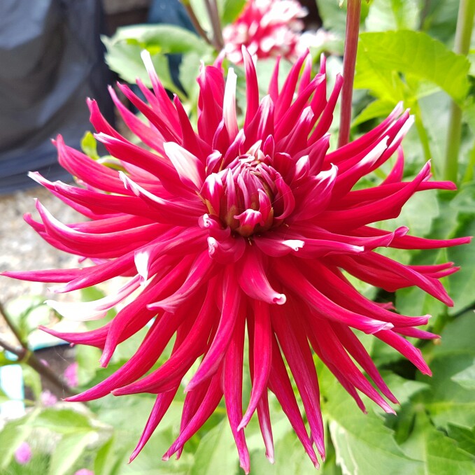 Dahlia 'Friquolet'