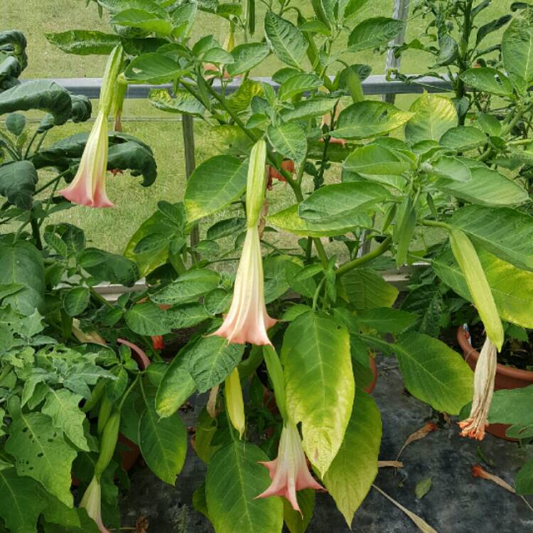 Plant image Brugmansia sanguinea