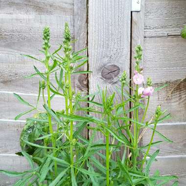 Sidalcea 'Elsie Heugh'