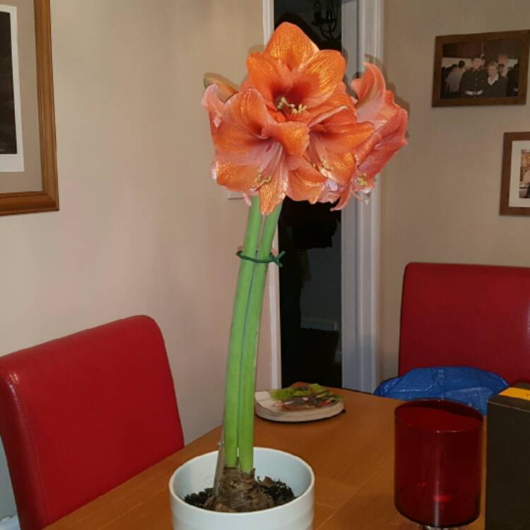 Plant image Hippeastrum (Galaxy Group) 'Orange Souvereign'