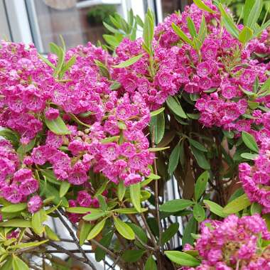 Kalmia angustifolia