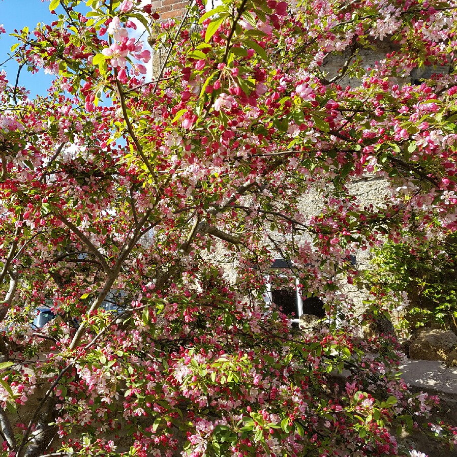 Plant image Malus x floribunda