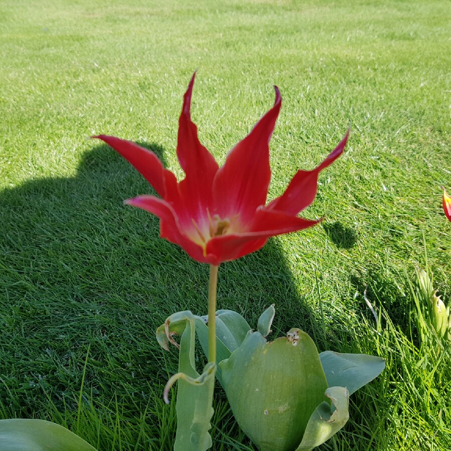 Plant image Tulipa 'Aladdin'