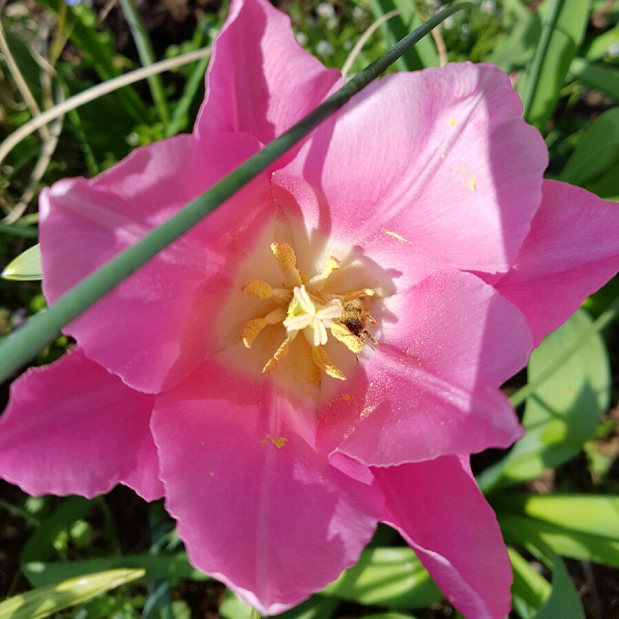 Plant image Tulipa 'Beauty Queen'